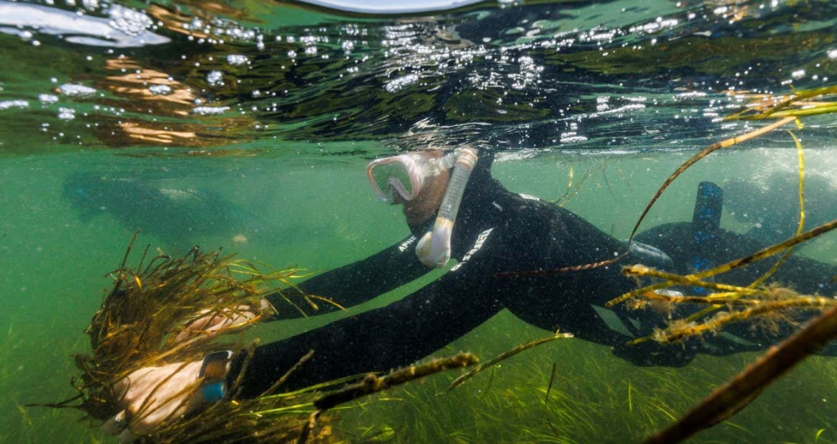 Photos capture mission to rescue seagrass meadows in the the Baltic