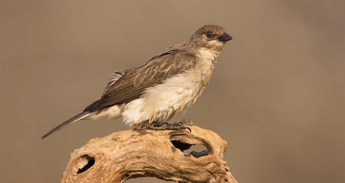 Do honeyguides really help honey badgers find bees’ nests?