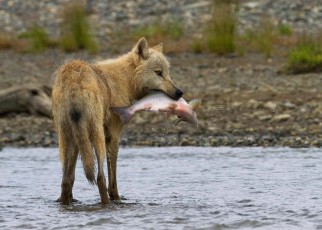 A grey wolf hunting pacific salmon