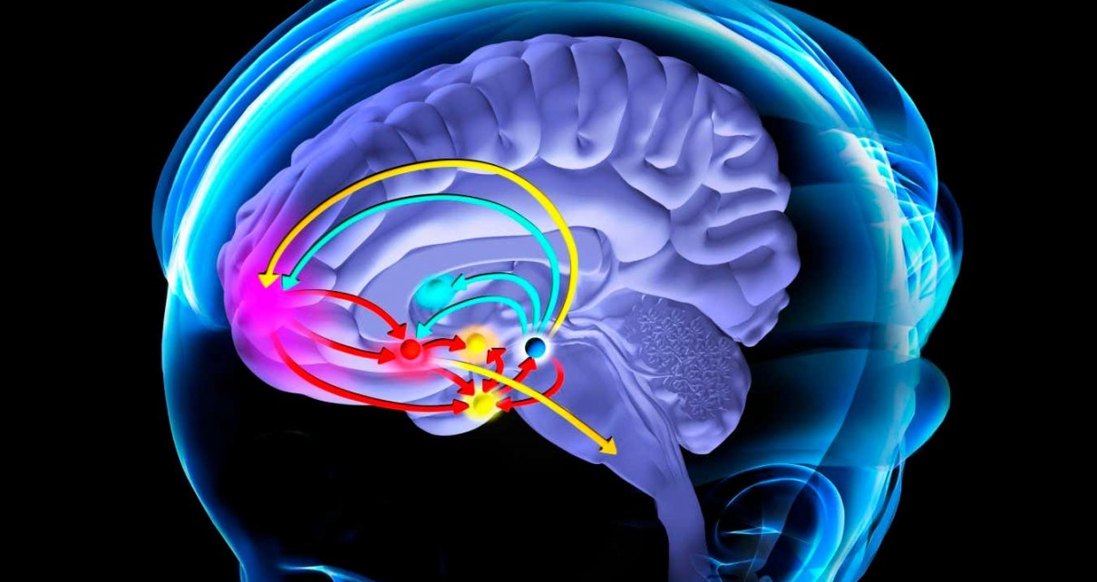 The reward pathway in the brain, which is initiated in response to a stimulus, such as alcohol. The stimulus (upper orange arrow) triggers the release of dopamine (blue arrows) by the ventral tegmental area (dark blue sphere). The dopamine travels to a number of different areas of the brain that then release dopamine (red arrows). These areas include the nucleus accumbens (red sphere), which initiates motor outputs (lower orange arrow) to sustain the pleasurable stimulus, the prefrontal cortex (pink), which shifts focus and planning towards the stimulus, and the amygdala, which is involved in emotions. The hypothalamus (orange sphere) is involved in coordinating the response by secreting hormones that control bodily functions