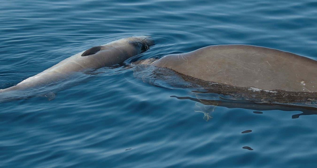 Cuvier's beaked whale seen grieving dead calf for first time