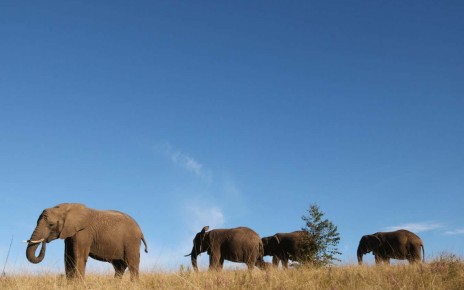 Elephants are stressed out by close encounters with tourists
