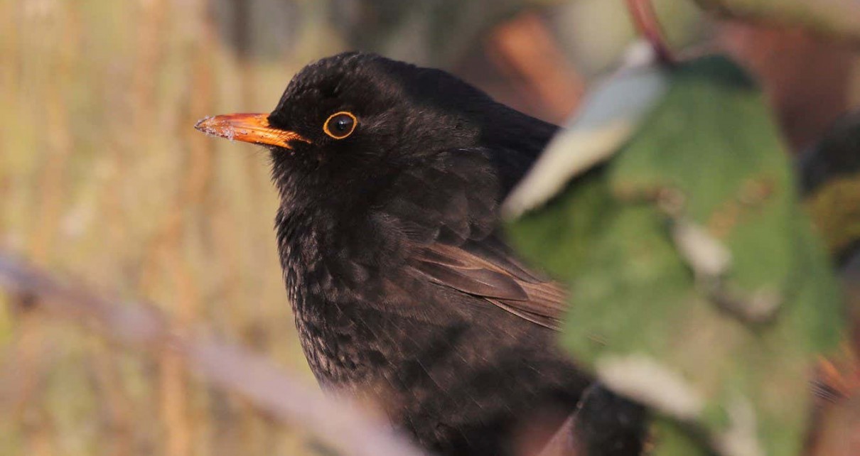Sick blackbirds go to bed earlier just like us