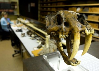 Extreme fires caused by ancient humans wiped out Californian megafauna