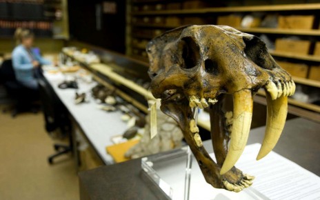 Extreme fires caused by ancient humans wiped out Californian megafauna