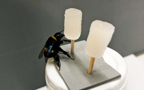 Bees may be able to tell if water contains sugar just by looking at it