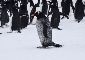 Extremely rare black penguin spotted in Antarctica