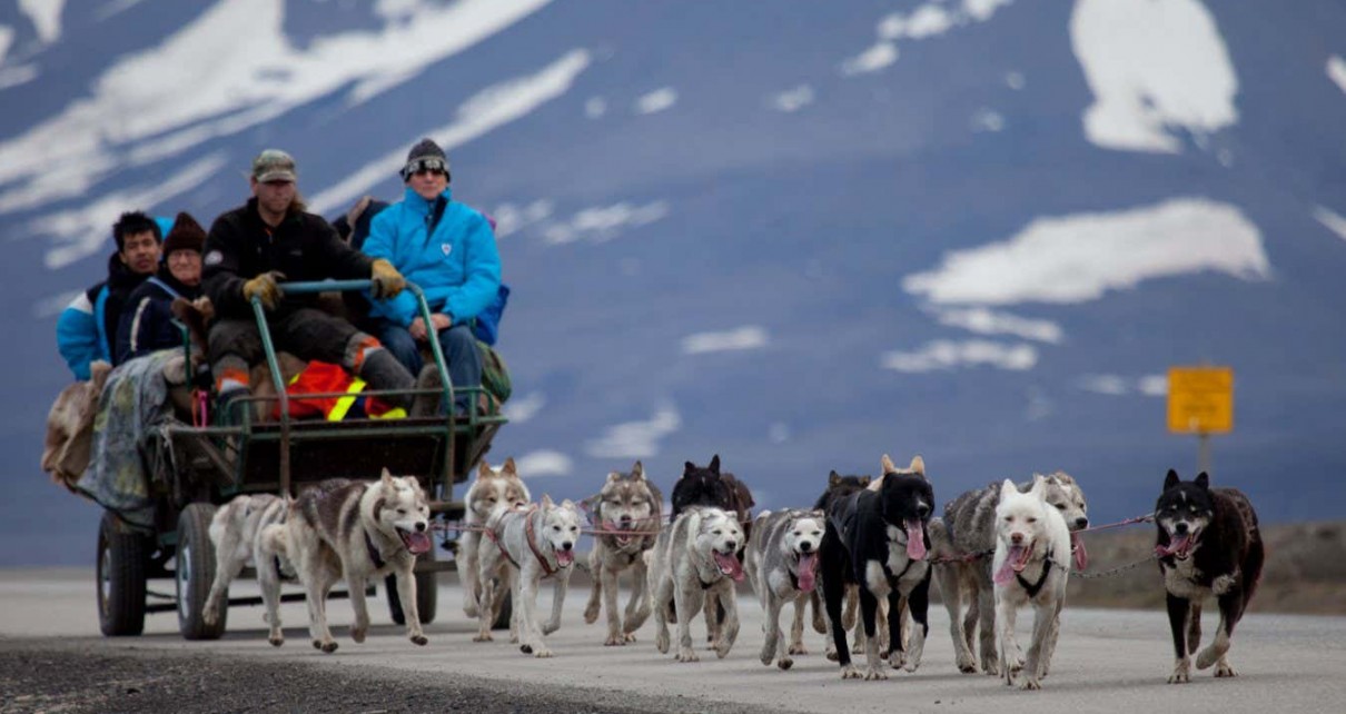 Sled dogs are making Svalbard greener with their poo