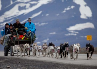 Sled dogs are making Svalbard greener with their poo