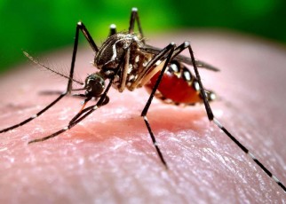 Aedes aegypti mosquitoes, which spread infections such as dengue, may be put off by some of the odours produced by bacteria on people's skin