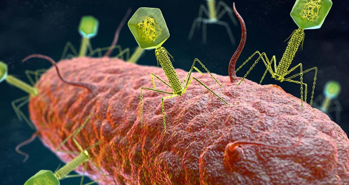 illustration of the Bacteriophage Virus that infects and replicates within a bacterium. 3D illustration - Image ID: 2A326TF (RF)