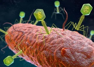 illustration of the Bacteriophage Virus that infects and replicates within a bacterium. 3D illustration - Image ID: 2A326TF (RF)