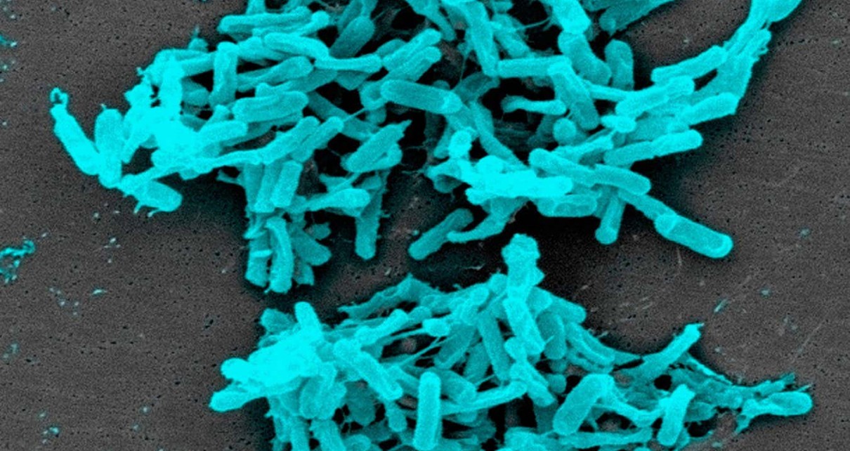 The Clostridium difficile bacterium can cause diarrhoea - and shorter people may be particularly at risk