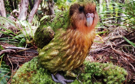 Nearly every kakapo's genome has been sequenced to help save them