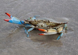 Invasive blue crabs are poised to devastate the global clam supply