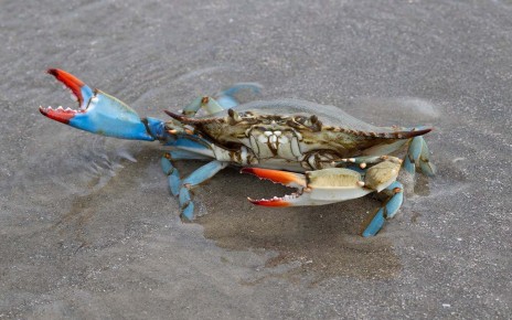 Invasive blue crabs are poised to devastate the global clam supply