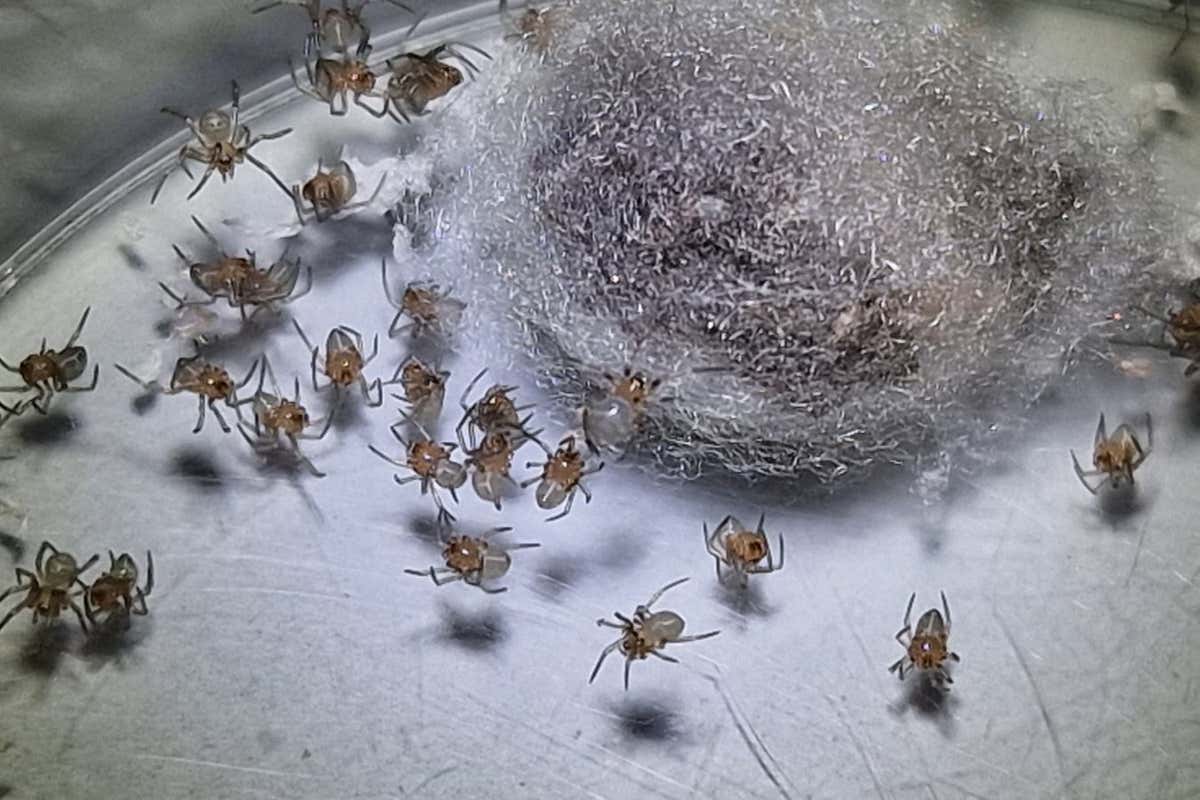 Newly hatched spider siblings