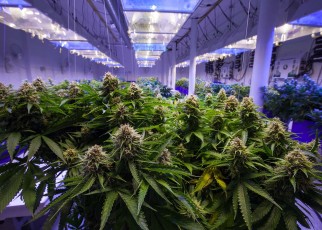 Cannabis is increasingly being legalised