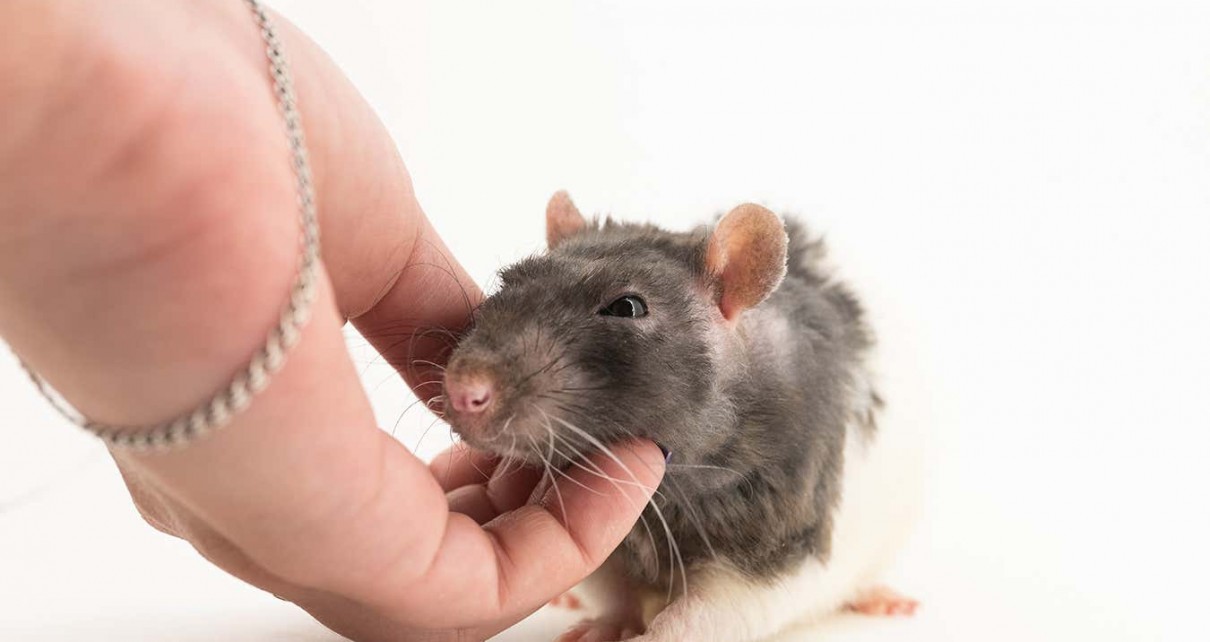 Rats laugh at a pitch too high for humans to hear