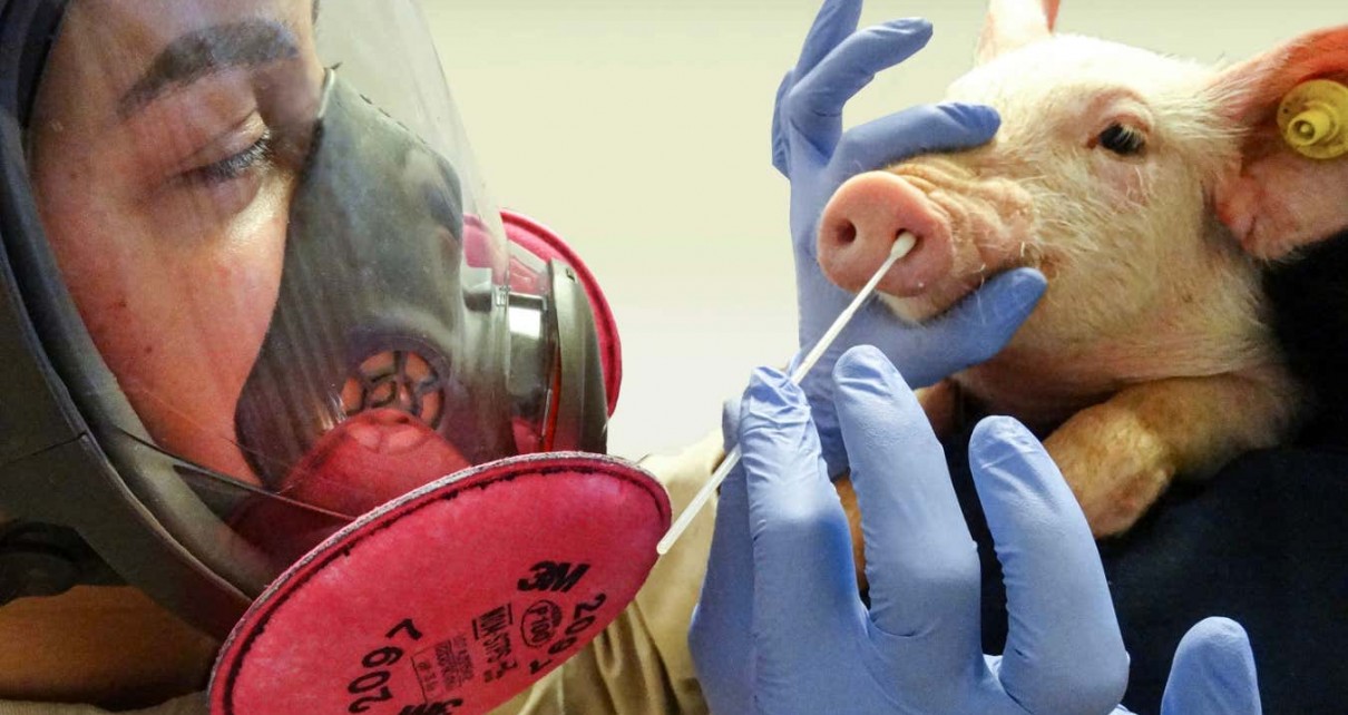 A pig having its snout swabbed to test for viruses