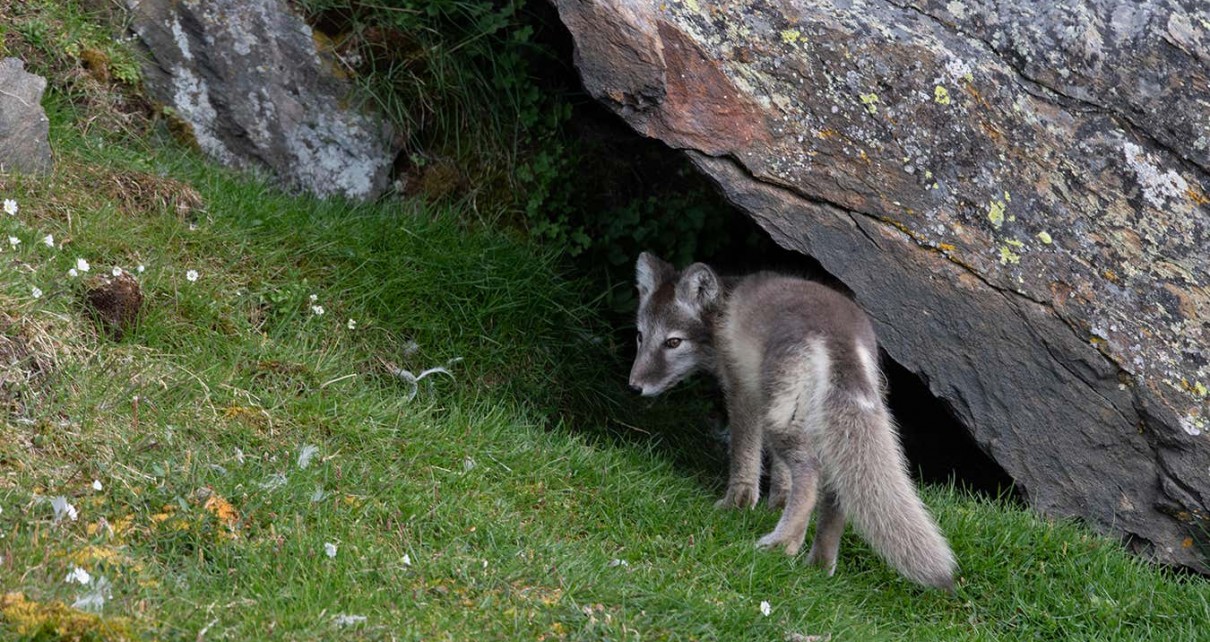 Arctic foxes appear to contribute to the greening of the area around their dens