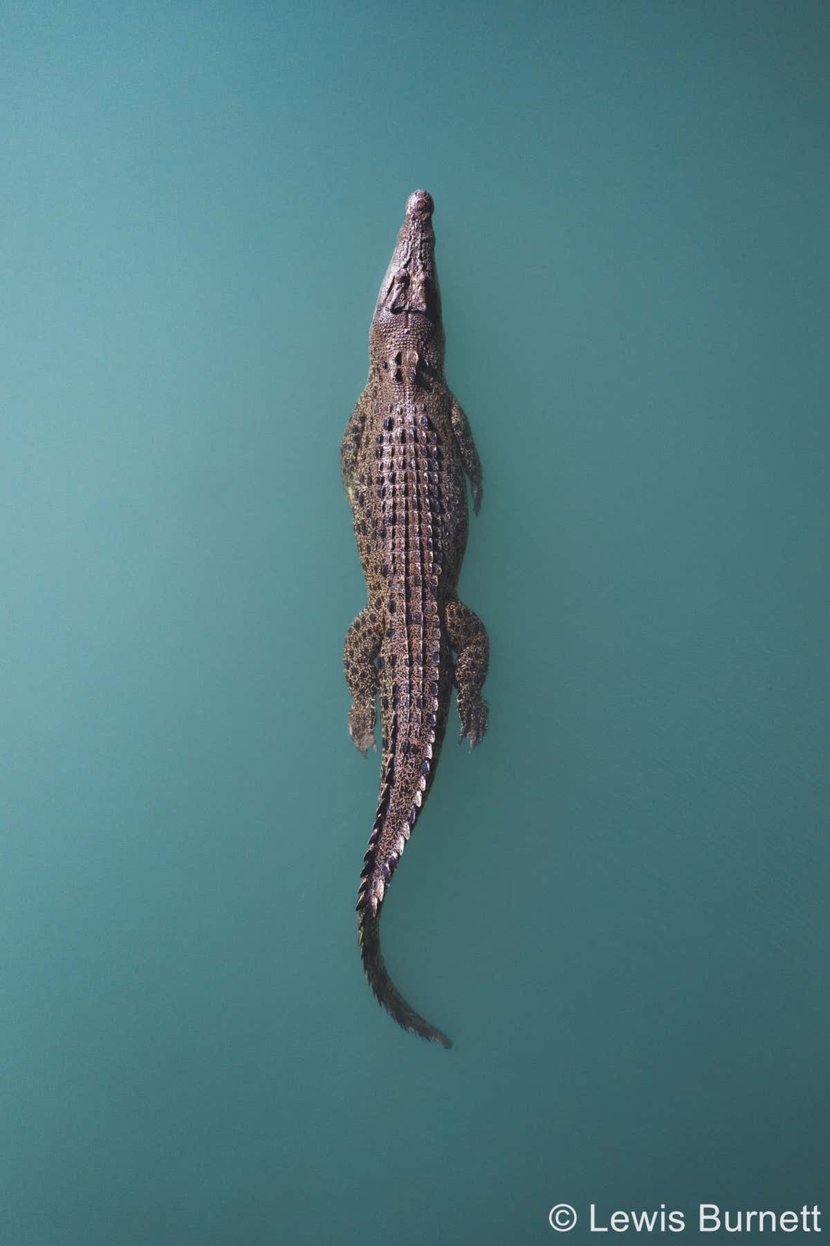 Lewis Burnett - Crocodile