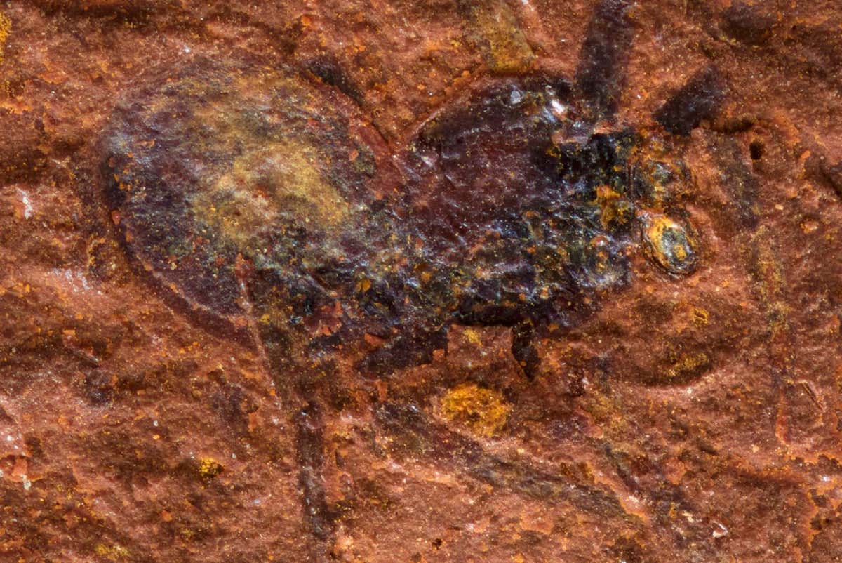 Jumping spider fossil