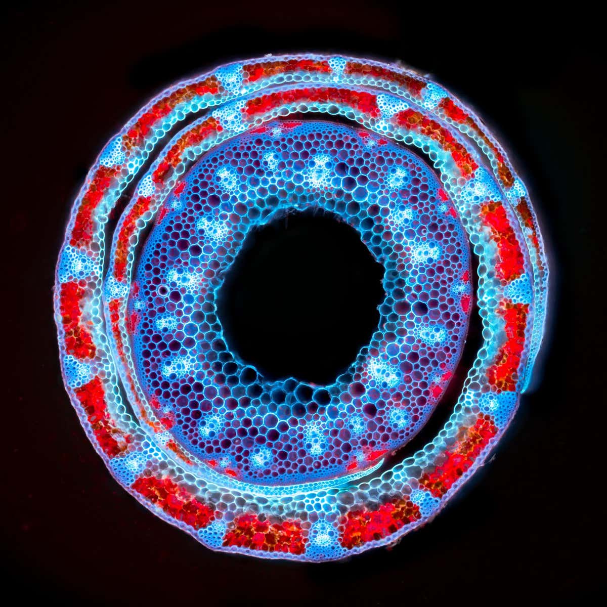 Plant microverse. Cross-section through the Hordeum grass. The ring in the middle is a culm ? a typical hollow stalk of the grass. It is very stiff, you can see that almost all of the cells have cell walls reinforced by lignin with blue autofluorescence. On the outside, there is a leaf wrapped around the stalk. Red autofluorescence shows photosynthetically active tissue with chlorophyll content. Autofluorescence in UV light, focus stacking.