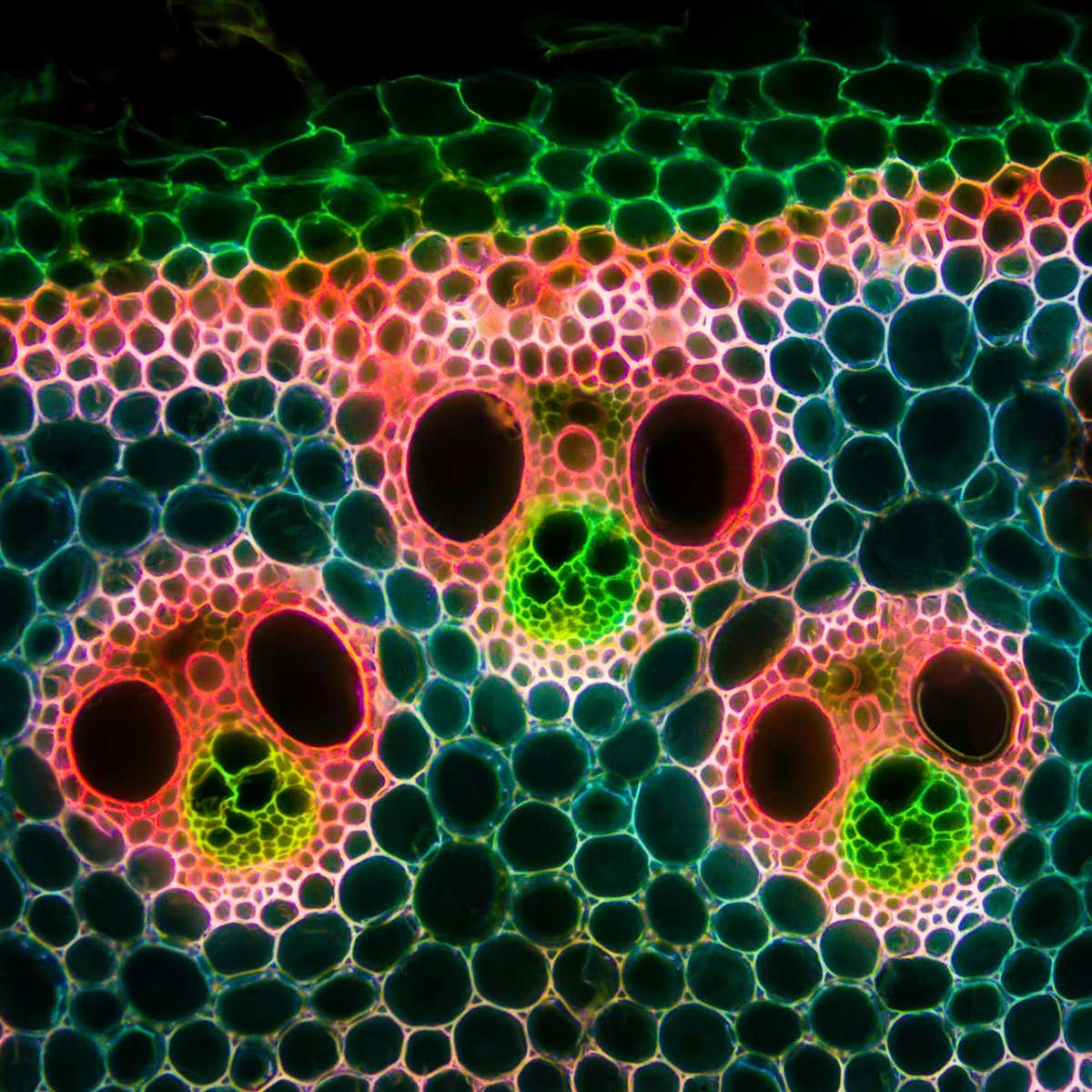 Plant microverse. cross-section through the rhizome of Phragmites. In this picture, you can see typical vascular bundles of grasses resembling faces. The ?eyes?are actually vessels of the xylem. This part of the vascular bundle is made from dead cells with thick cell walls, forming hollow ?pipes? responsible for the transport of water and minerals through the plant. The green part of the bundle is the phloem, made of living, responsible for the transport of sugars made in the process of photosynthesis. Autofluorescence in UV excitation light.
