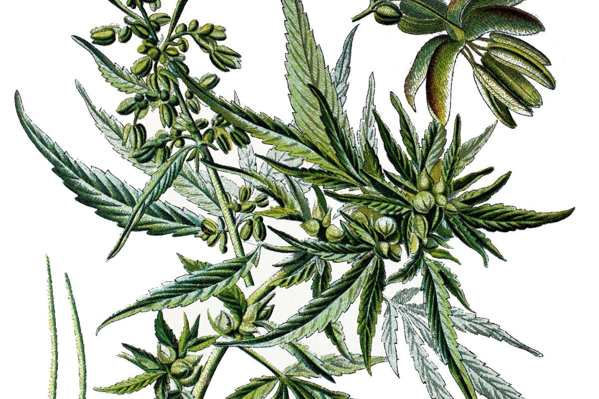 Illustration of the leaves and seeds of Cannabis sativa