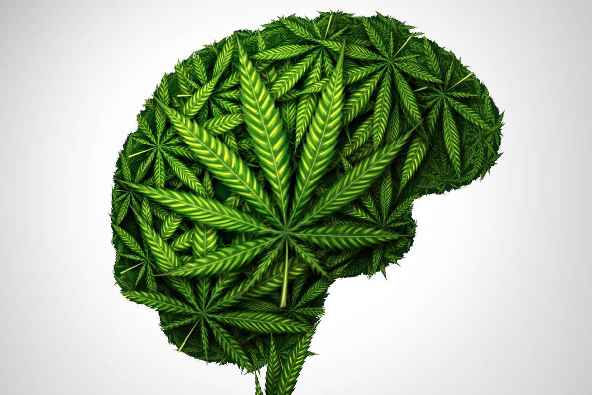 PRP04M Cannabis brain and marijuana neurological effect on thinking as a human organ made of weed leaves as a pot or herbal medicine patient and effects.