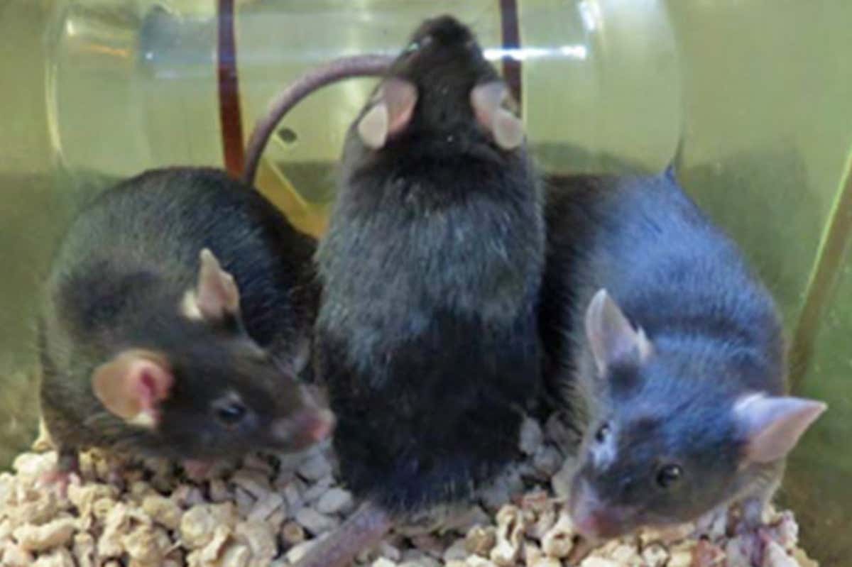 Mice with forebrains composed of rat and mouse cells