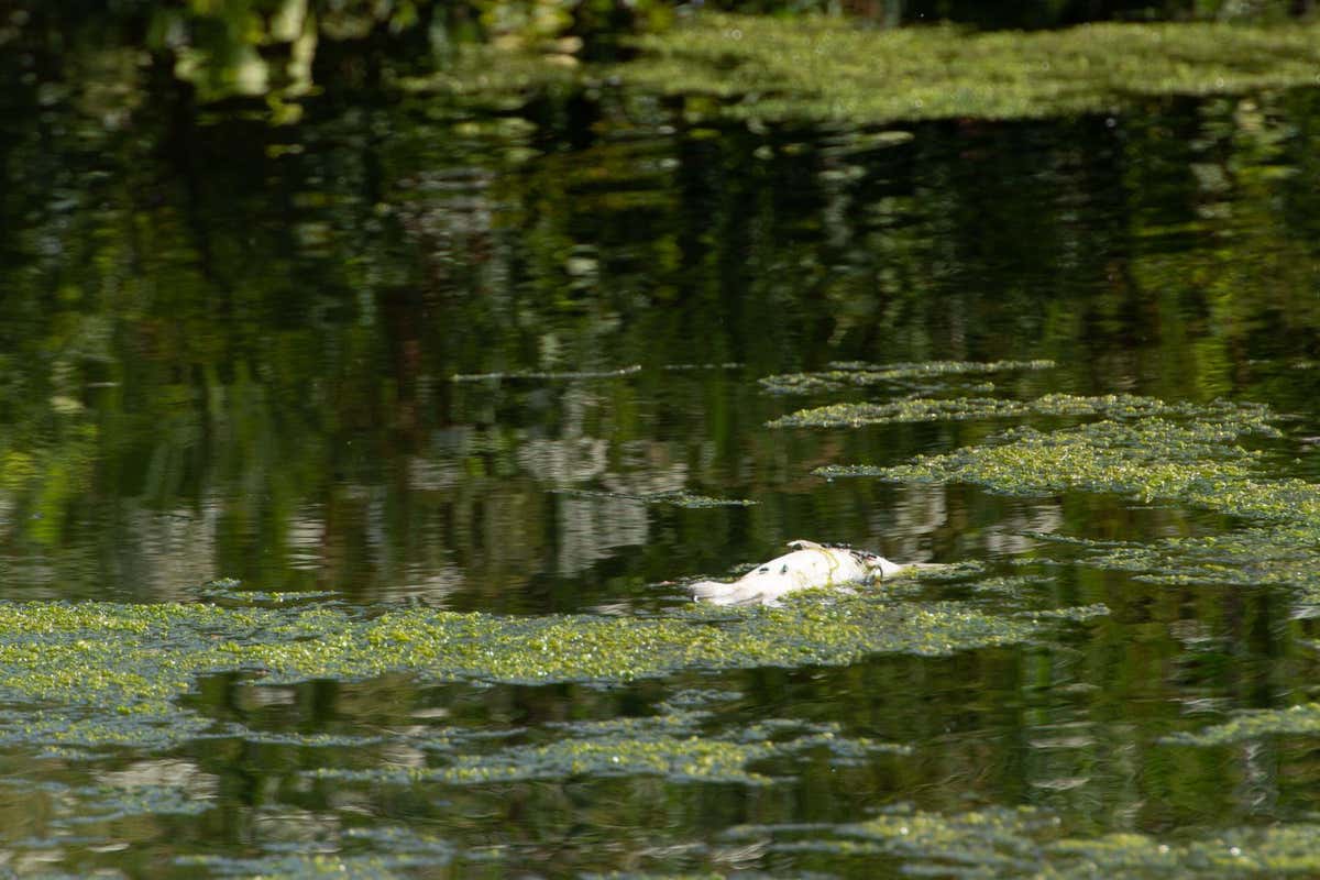 Dead fish floating in a river in Maidenhead, UK, in June 2023, thought to have been killed by a lack of oxygen in the hot weather