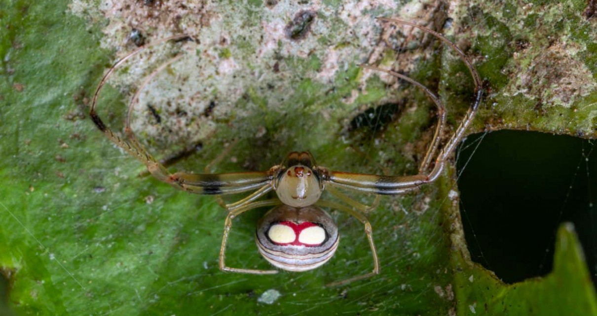 Pirate spiders ambush prey by tricking them with lines of silk