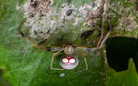 Pirate spiders ambush prey by tricking them with lines of silk