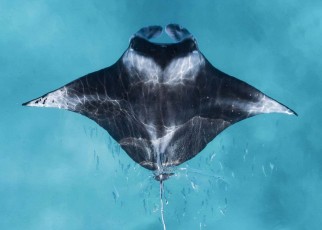 See this award-winning shot of a reef manta ray taken by a drone