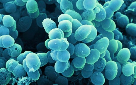 Levels of the bacteria Staphylococcus epidermidis may be higher in people with eczema than those without the condition