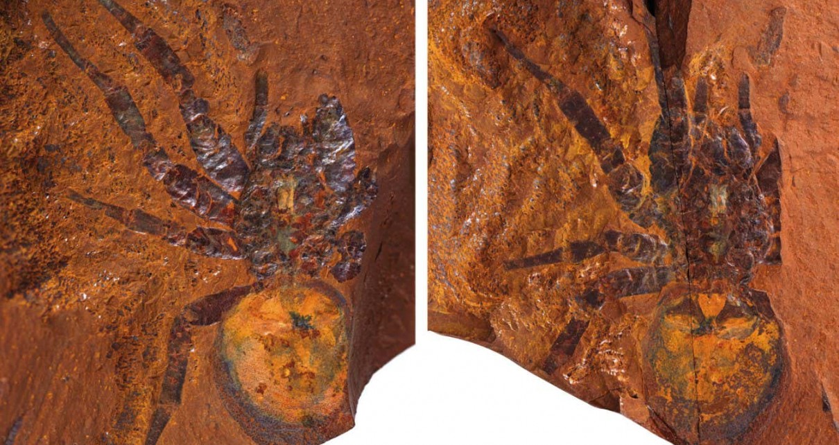 Exquisite spider fossils from Australia offer clues to their evolution