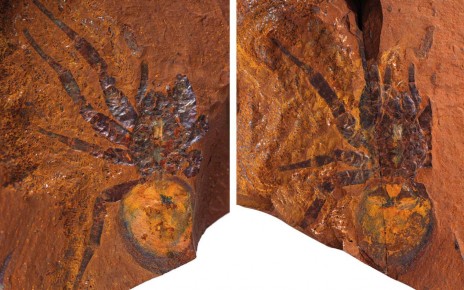 Exquisite spider fossils from Australia offer clues to their evolution