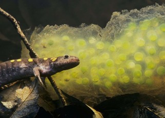 Spotted salamander eggs hatch more easily if nibbled by predators