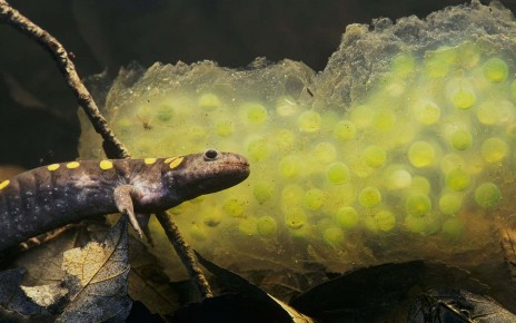 Spotted salamander eggs hatch more easily if nibbled by predators