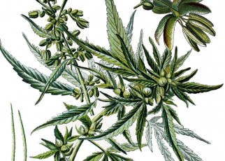 Illustration of the leaves and seeds of Cannabis sativa