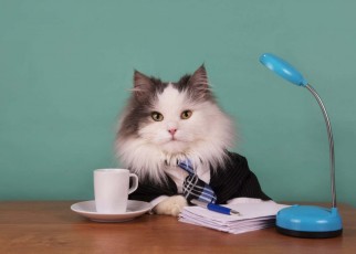 cat manager in a suit sitting in the office; Shutterstock ID 368566592; purchase_order: -; job: -; client: -; other: -
