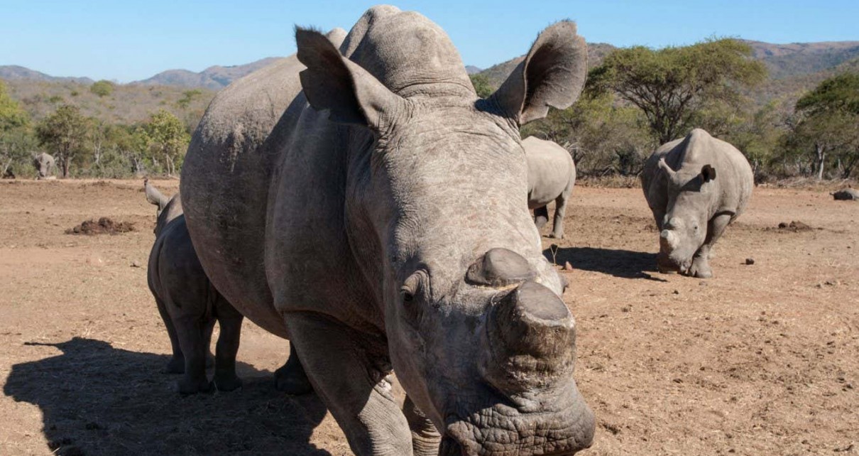E9NWFC Dehorned white rhino (Ceratotherium simum) with calf, Mpumalanga, South Africa