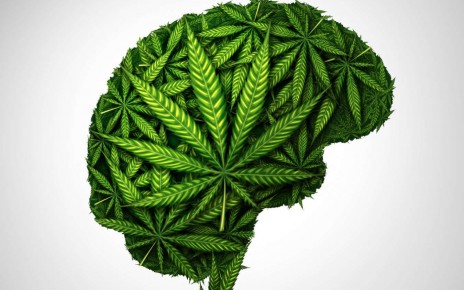 PRP04M Cannabis brain and marijuana neurological effect on thinking as a human organ made of weed leaves as a pot or herbal medicine patient and effects.