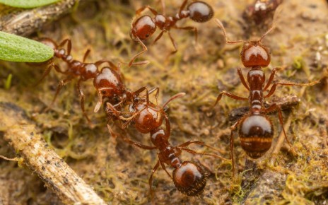 Red imported fire ants with painful bites have taken hold in Europe