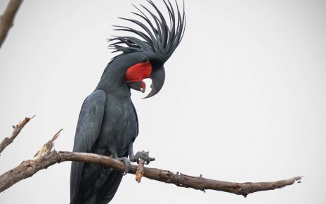 Male cockatoos make customised drumsticks for their mating displays