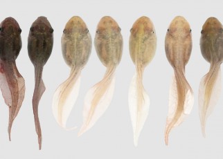 Tadpoles can change colour to blend in with their environment