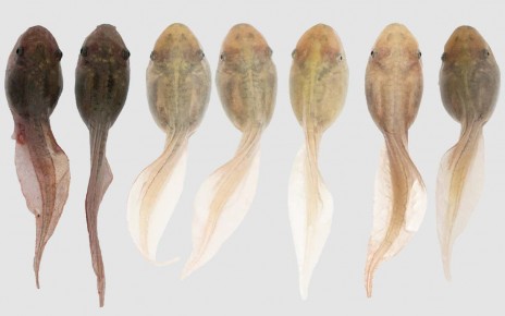Tadpoles can change colour to blend in with their environment