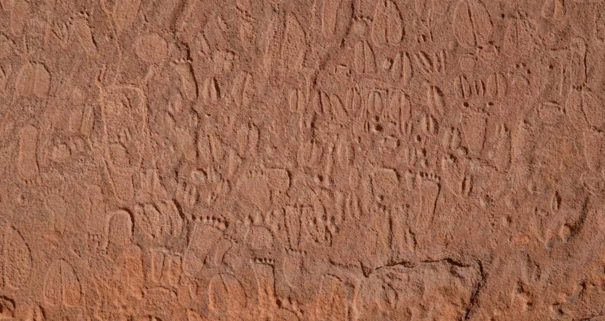 Stone Age carvings of animal footprints identified by expert trackers